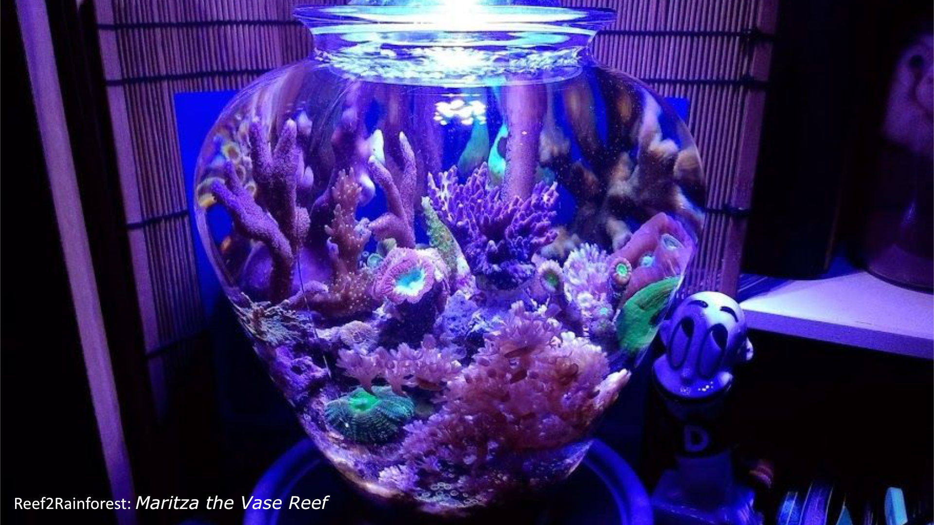 Setting Up a Jar Reef - Quality Marine